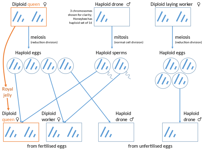 ../_images/Haplodiploid_Sex_Determination_in_Honey_Bees.svg.png