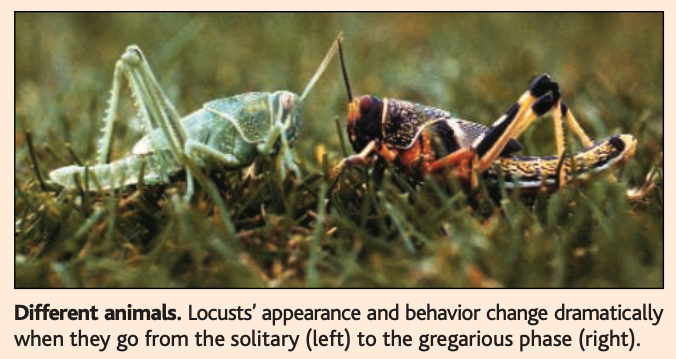 ../_images/locust-phases.png