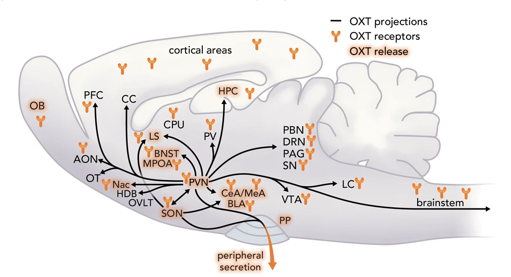 ../_images/oxytocin-circuitry.png