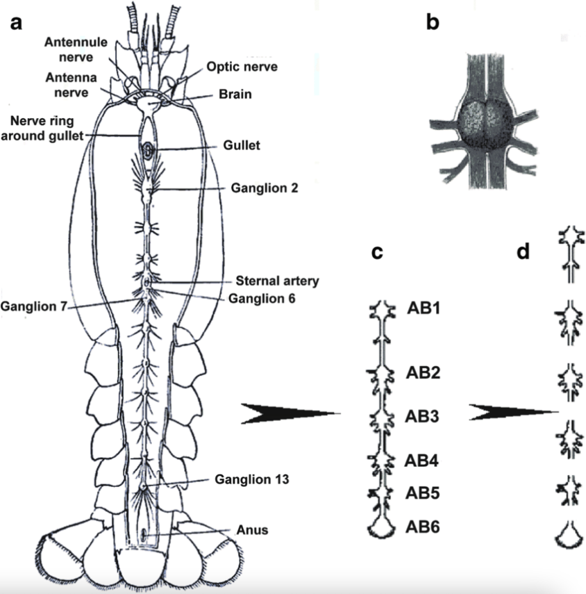 ../_images/crayfish-nervous-system.png