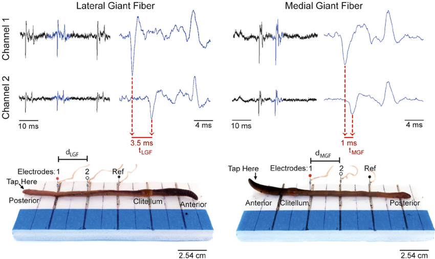 _images/LGF-and-MGF-action-potentials-and-the-corresponding-electrode-placement-Channel-1-and.png