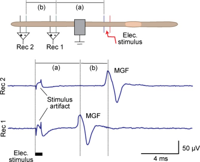 _images/earthworm-conduction-velocity.jpeg