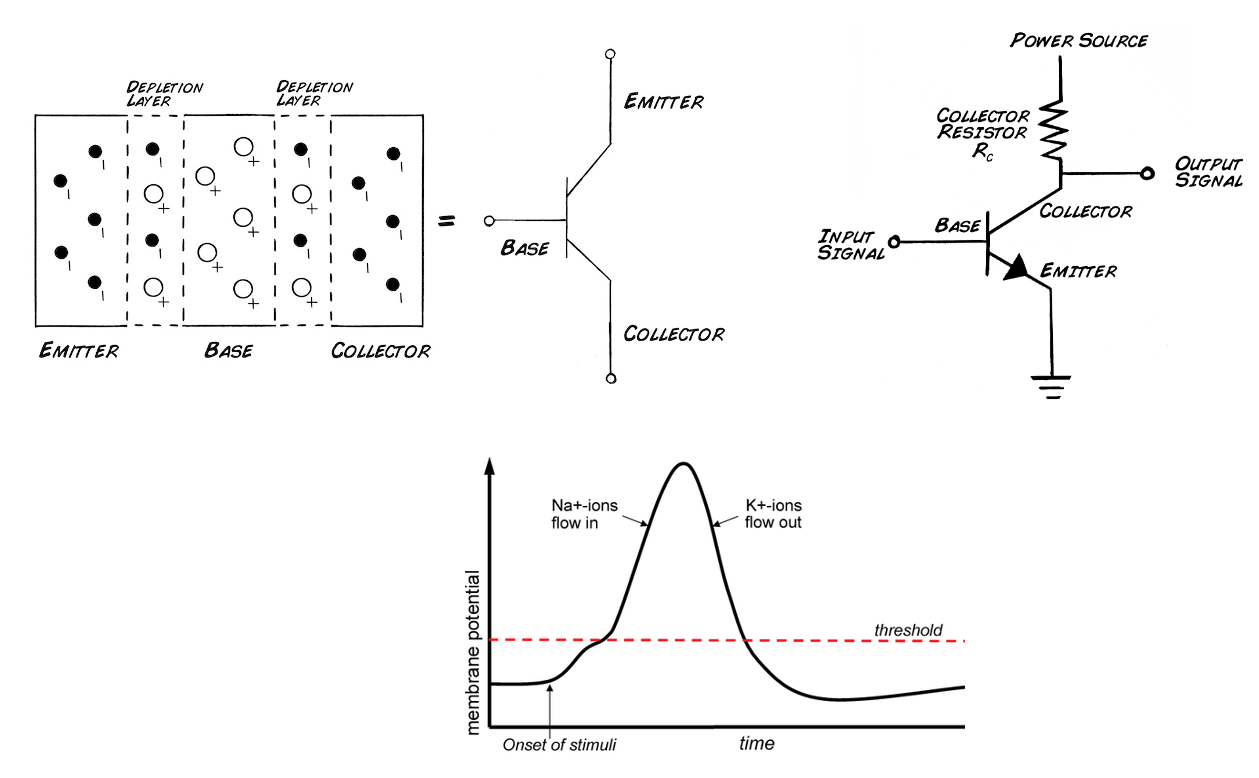 Syllabus — Biology of Electricity